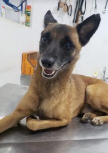 Foto cachorro
