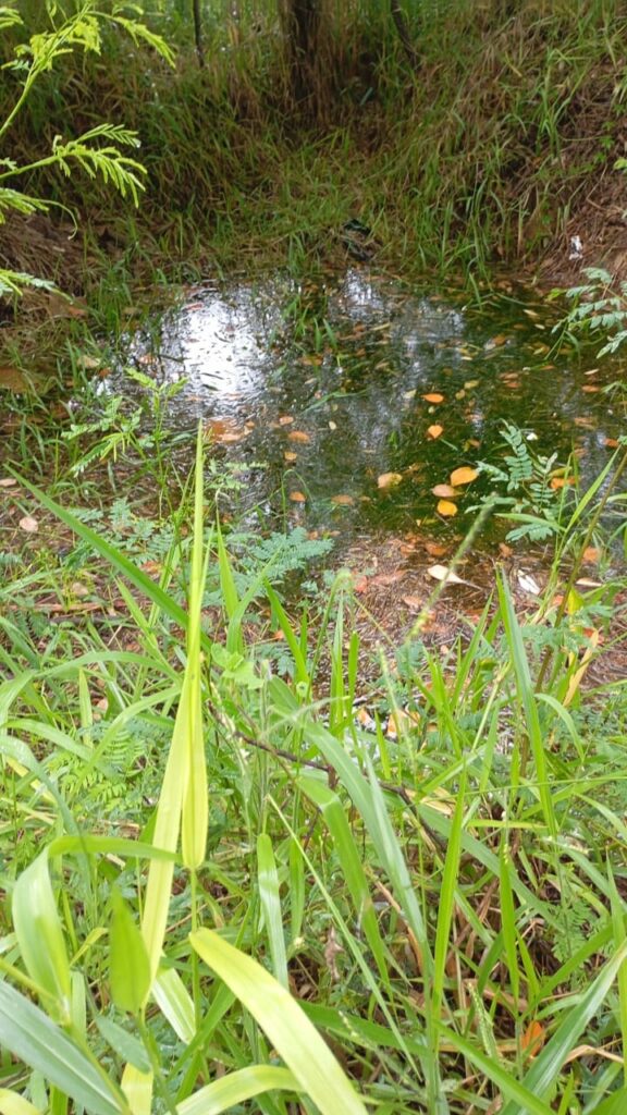 Foto hortolandia